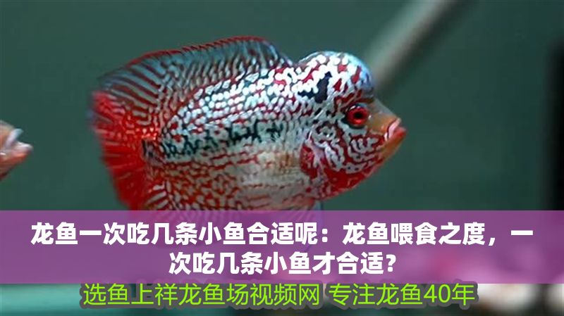 龍魚一次吃幾條小魚合適呢：龍魚喂食之度，一次吃幾條小魚才合適？