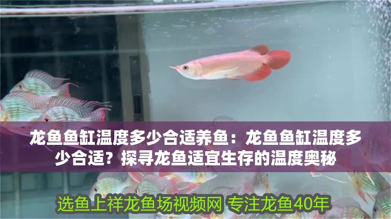 龍魚魚缸溫度多少合適養(yǎng)魚：龍魚魚缸溫度多少合適？探尋龍魚適宜生存的溫度奧秘
