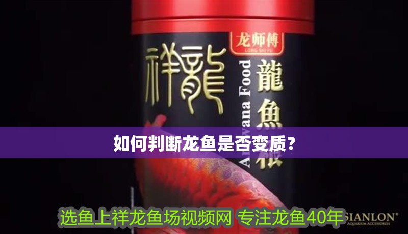 如何判斷龍魚是否變質(zhì)？