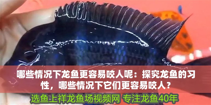 哪些情況下龍魚更容易咬人呢：探究龍魚的習性，哪些情況下它們更容易咬人？