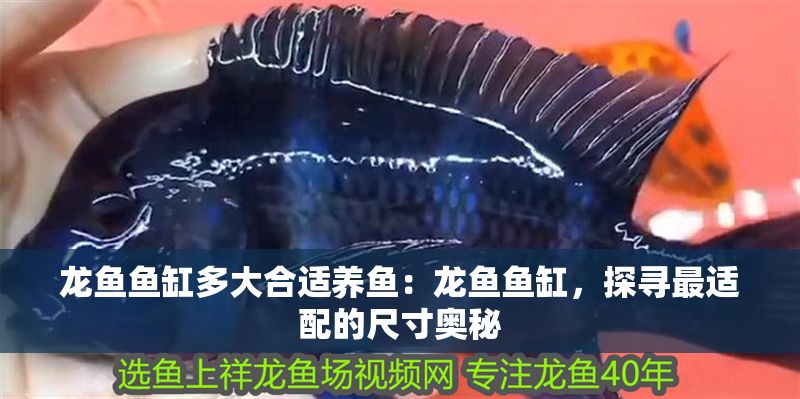 龍魚魚缸多大合適養魚：龍魚魚缸，探尋最適配的尺寸奧秘
