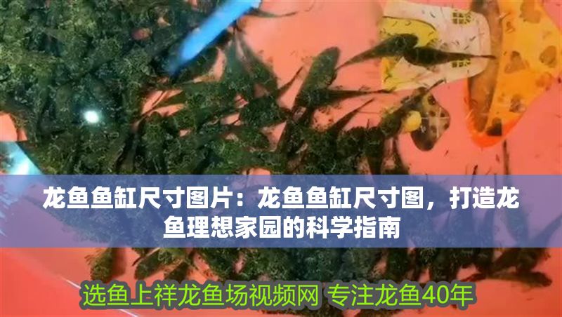 龍魚魚缸尺寸圖片：龍魚魚缸尺寸圖，打造龍魚理想家園的科學(xué)指南 龍魚魚缸尺寸圖片：龍魚魚缸尺寸圖，打造龍魚理想家園的科學(xué)指南 龍魚百科 第1張