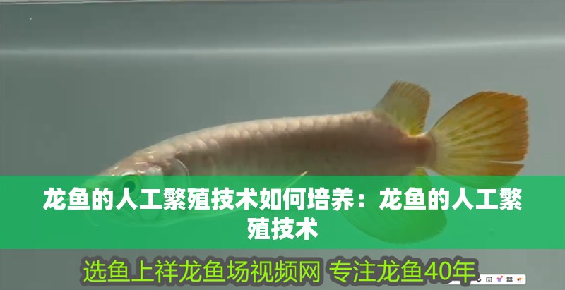 龍魚的人工繁殖技術(shù)如何培養(yǎng)：龍魚的人工繁殖技術(shù)
