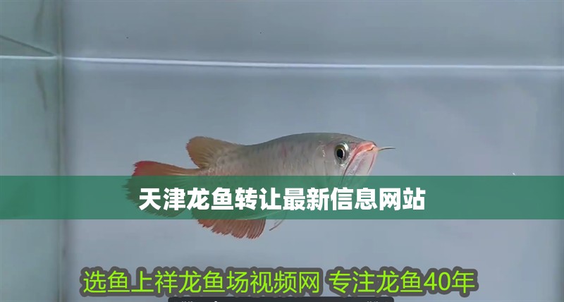 龍魚燒尾后如何快速恢復？