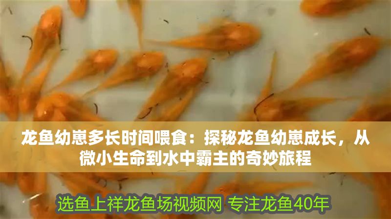 龍魚幼崽多長時間喂食：探秘龍魚幼崽成長，從微小生命到水中霸主的奇妙旅程