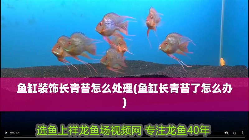 魚缸裝飾長青苔怎么處理(魚缸長青苔了怎么辦)