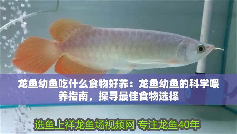 龍魚幼魚吃什么食物好養：龍魚幼魚的科學喂養指南，探尋最佳食物選擇