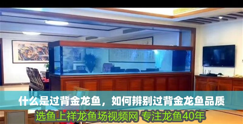 什么是過背金龍魚，如何辨別過背金龍魚品質