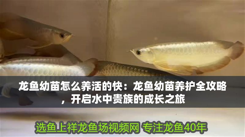 龍魚幼苗怎么養(yǎng)活的快：龍魚幼苗養(yǎng)護全攻略，開啟水中貴族的成長之旅
