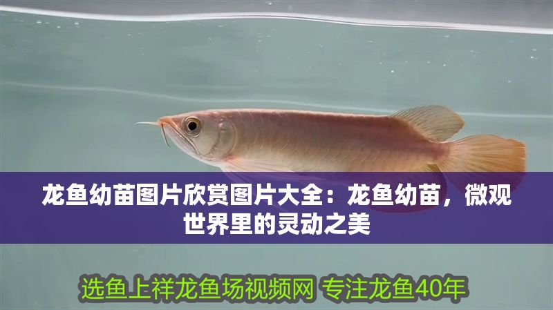 龍魚幼苗圖片欣賞圖片大全：龍魚幼苗，微觀世界里的靈動之美