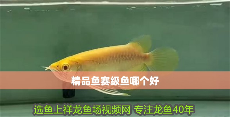 精品魚賽級魚哪個好