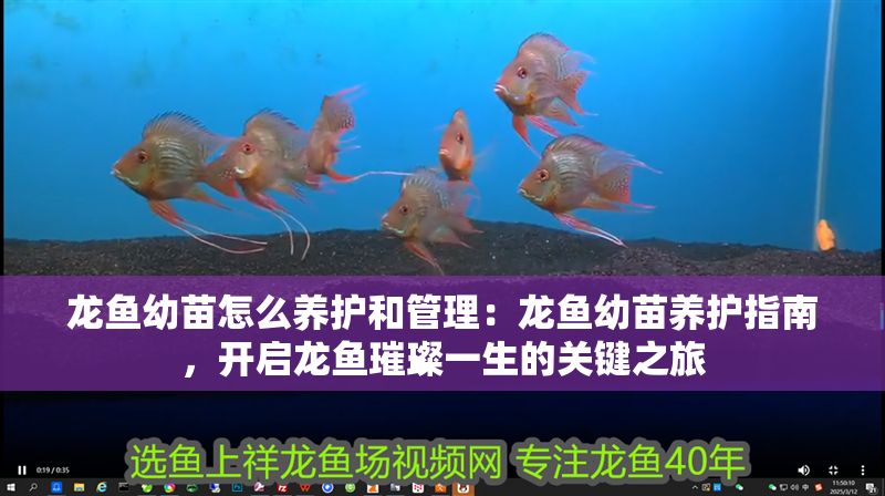 龍魚(yú)幼苗怎么養(yǎng)護(hù)和管理：龍魚(yú)幼苗養(yǎng)護(hù)指南，開(kāi)啟龍魚(yú)璀璨一生的關(guān)鍵之旅
