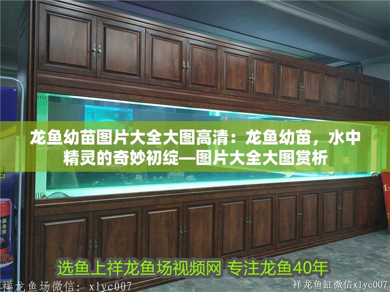 龍魚幼苗圖片大全大圖高清：龍魚幼苗，水中精靈的奇妙初綻—圖片大全大圖賞析