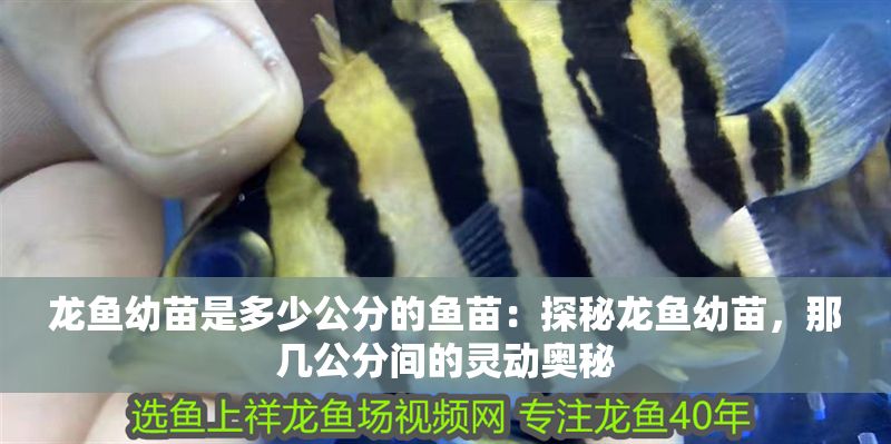 龍魚幼苗是多少公分的魚苗：探秘龍魚幼苗，那幾公分間的靈動奧秘