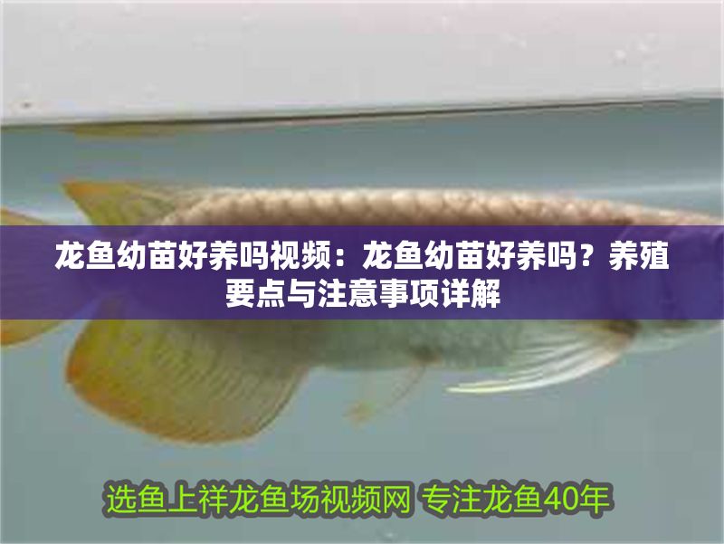 龍魚幼苗好養嗎視頻：龍魚幼苗好養嗎？養殖要點與注意事項詳解