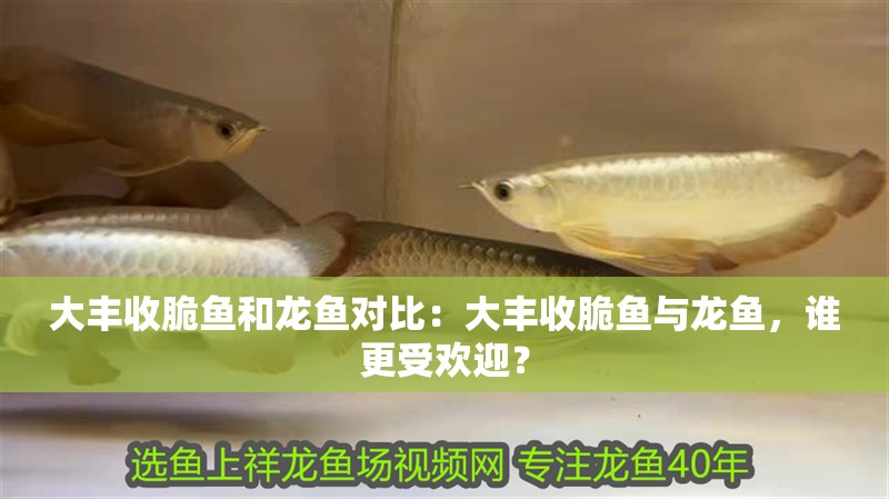 大豐收脆魚和龍魚對比：大豐收脆魚與龍魚，誰更受歡迎？
