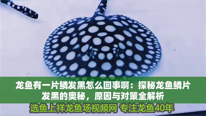 龍魚有一片鱗發黑怎么回事啊：探秘龍魚鱗片發黑的奧秘，原因與對策全解析