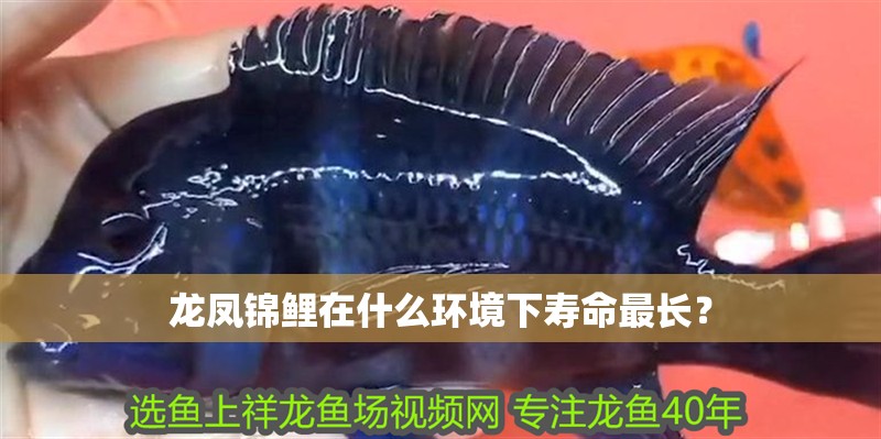 龍鳳錦鯉在什么環(huán)境下壽命最長？
