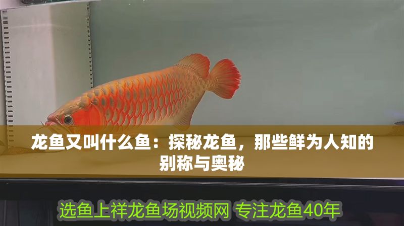 龍魚又叫什么魚：探秘龍魚，那些鮮為人知的別稱與奧秘