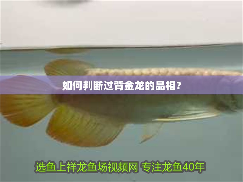 如何判斷過背金龍的品相？