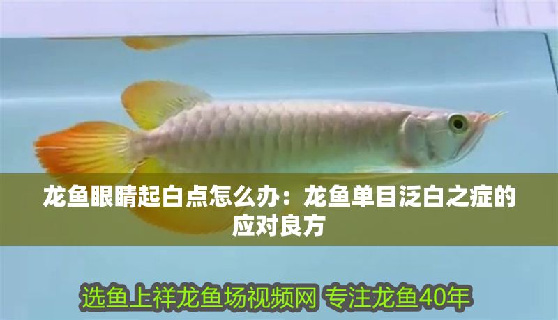 龍魚眼睛起白點怎么辦：龍魚單目泛白之癥的應(yīng)對良方