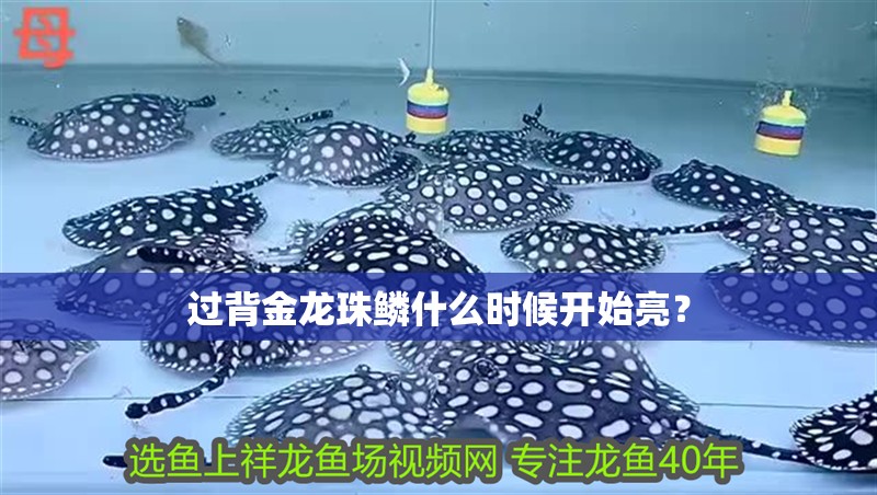過背金龍珠鱗什么時候開始亮？