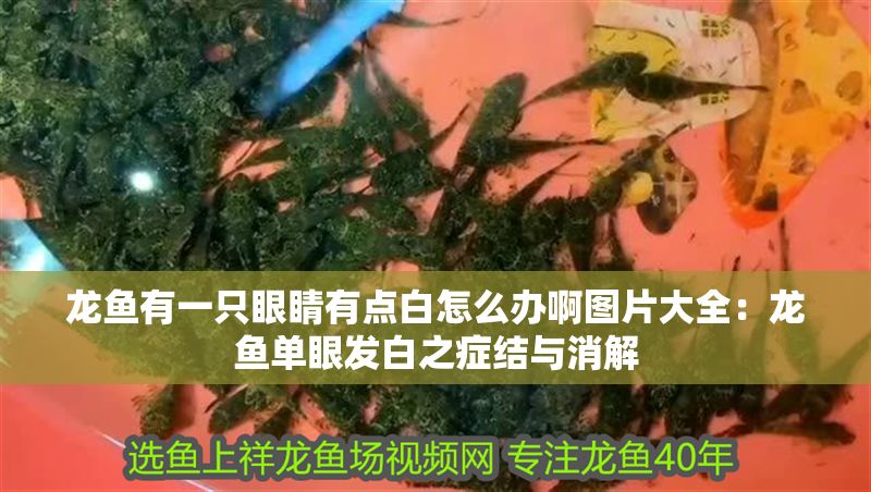 龍魚有一只眼睛有點白怎么辦啊圖片大全：龍魚單眼發白之癥結與消解