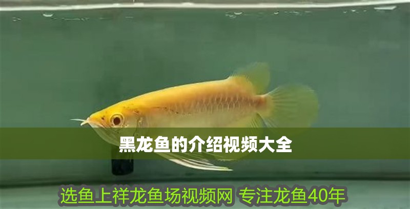 龍魚缸需要一直打氧嗎：養魚是否需要一直打氧取決于具體的飼養條件和情況和情況