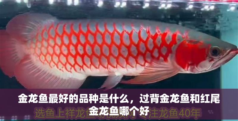 金龍魚最好的品種是什么，過背金龍魚和紅尾金龍魚哪個好
