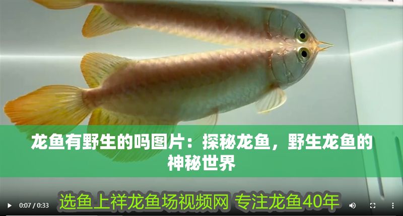龍魚有野生的嗎圖片：探秘龍魚，野生龍魚的神秘世界