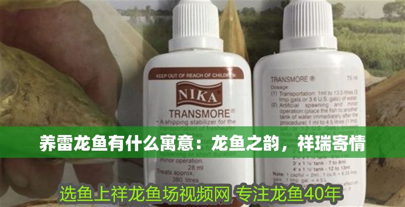 養雷龍魚有什么寓意：龍魚之韻，祥瑞寄情