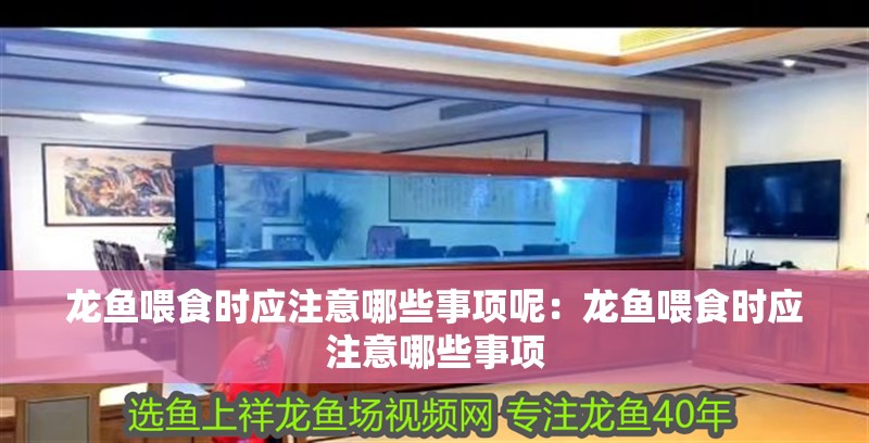 龍魚喂食時應注意哪些事項呢：龍魚喂食時應注意哪些事項