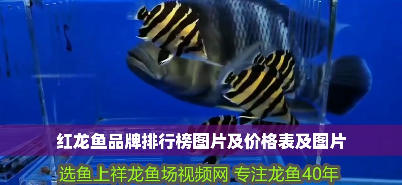紅龍魚品牌排行榜圖片及價格表及圖片