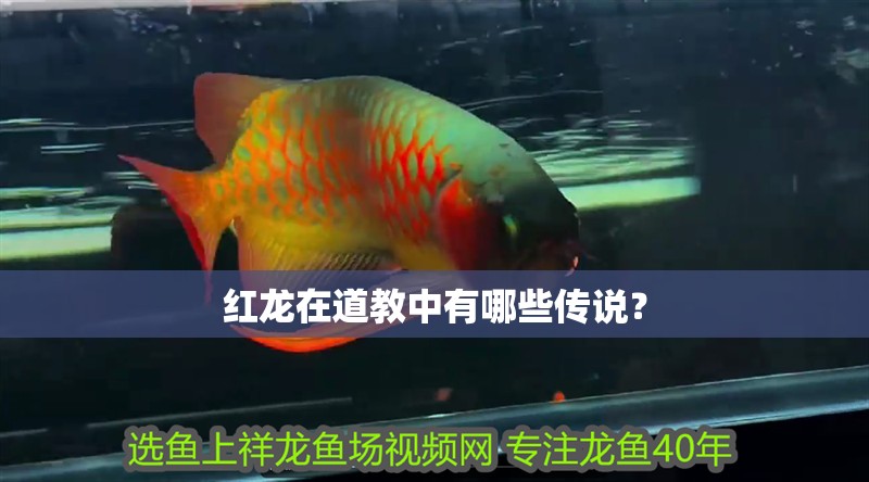 紅龍在道教中有哪些傳說？
