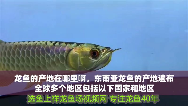 龍魚的產地在哪里啊，東南亞龍魚的產地遍布全球多個地區包括以下國家和地區
