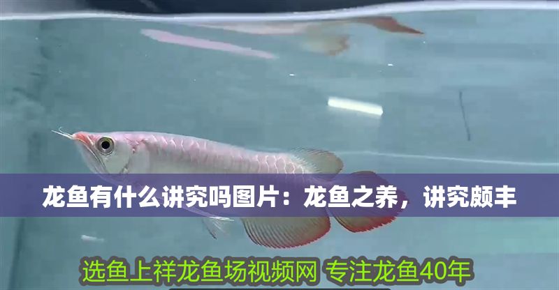 龍魚有什么講究嗎圖片：龍魚之養，講究頗豐