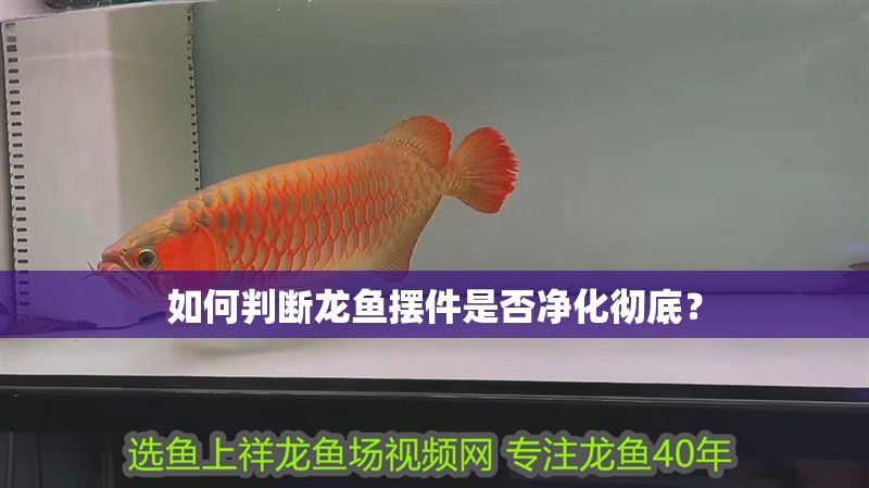 如何判斷龍魚擺件是否凈化徹底？