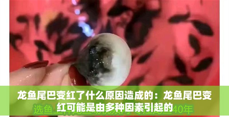 龍魚尾巴變紅了什么原因造成的：龍魚尾巴變紅可能是由多種因素引起的