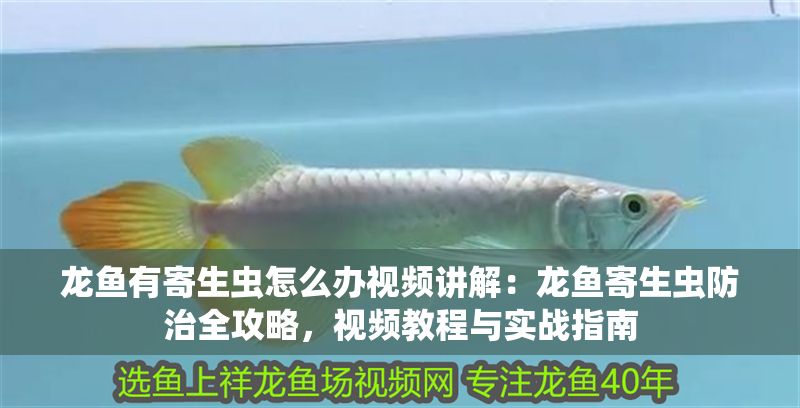 龍魚有寄生蟲怎么辦視頻講解：龍魚寄生蟲防治全攻略，視頻教程與實戰指南