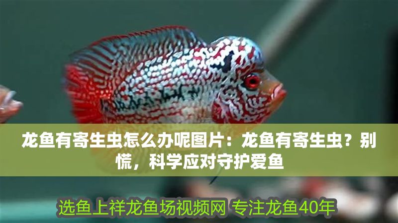 龍魚有寄生蟲怎么辦呢圖片：龍魚有寄生蟲？別慌，科學(xué)應(yīng)對(duì)守護(hù)愛魚