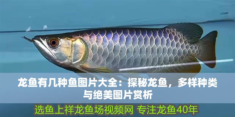 龍魚(yú)有幾種魚(yú)圖片大全：探秘龍魚(yú)，多樣種類(lèi)與絕美圖片賞析