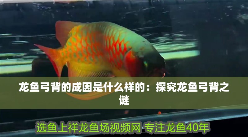 龍魚弓背的成因是什么樣的：探究龍魚弓背之謎