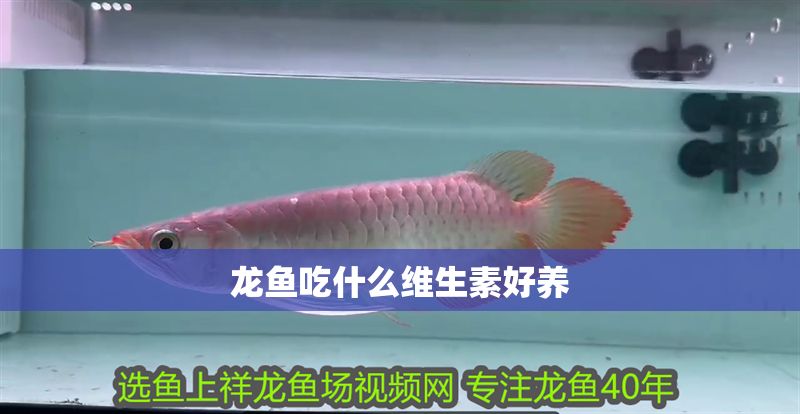 龍魚吃什么維生素好養