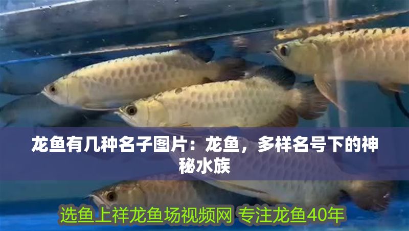 龍魚有幾種名子圖片：龍魚，多樣名號下的神秘水族