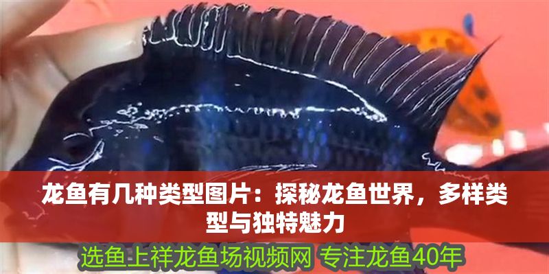 龍魚有幾種類型圖片：探秘龍魚世界，多樣類型與獨特魅力