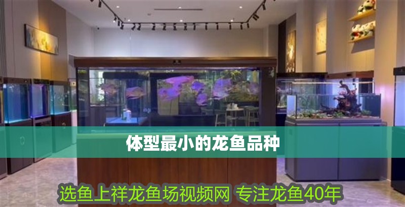 體型最小的龍魚品種