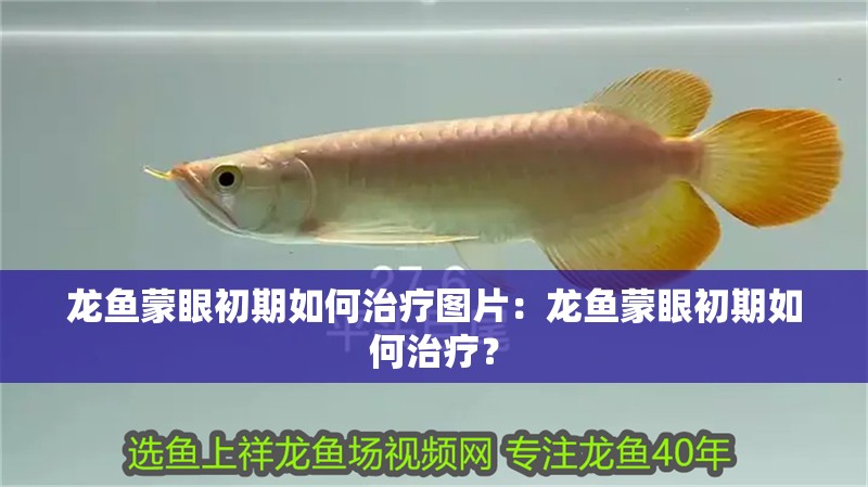 龍魚蒙眼初期如何治療圖片：龍魚蒙眼初期如何治療？