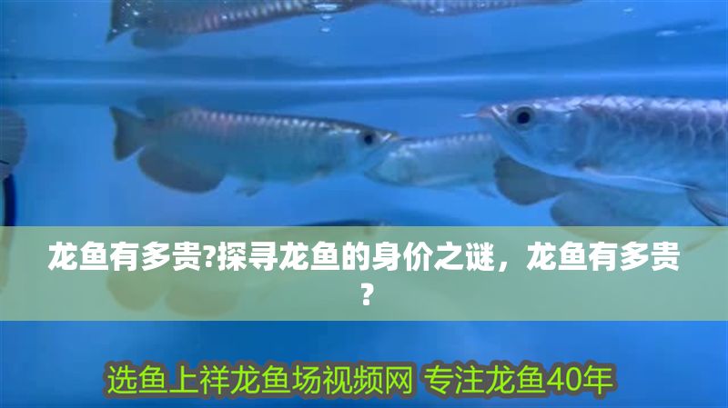 龍魚有多貴?探尋龍魚的身價之謎，龍魚有多貴？
