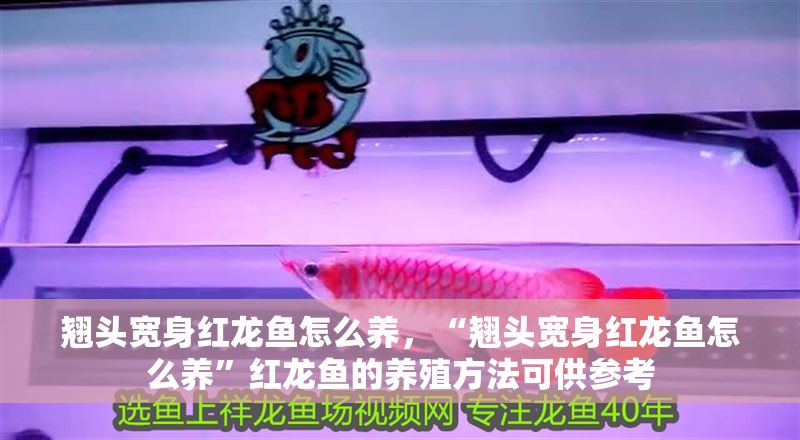 翹頭寬身紅龍魚怎么養(yǎng)，“翹頭寬身紅龍魚怎么養(yǎng)”紅龍魚的養(yǎng)殖方法可供參考
