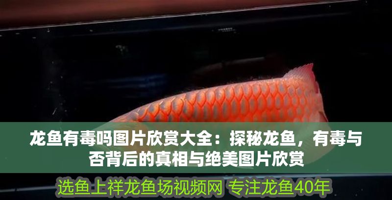 龍魚有毒嗎圖片欣賞大全：探秘龍魚，有毒與否背后的真相與絕美圖片欣賞